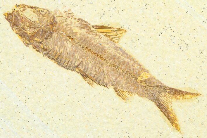 Detailed Fossil Fish (Knightia) - Wyoming #372356